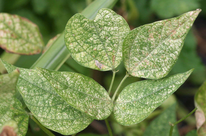 An unhealthy plant infested with spider mites.