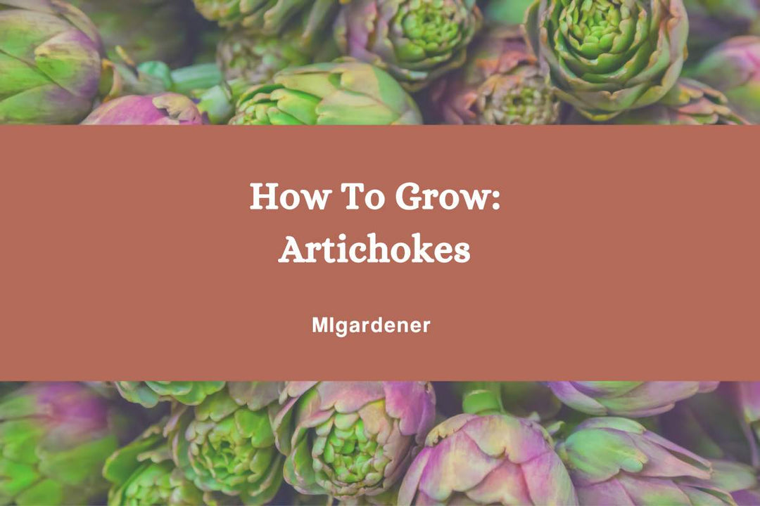 Beautiful artichokes growing.