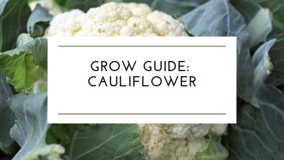 How to Grow: Organic Cauliflower