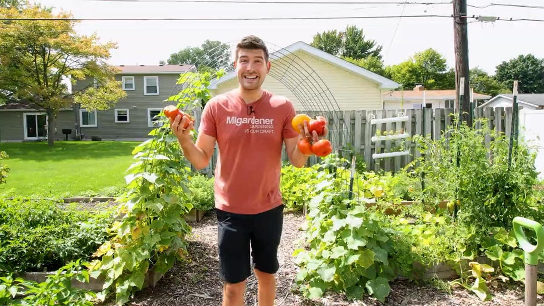 A man in the garden with a harvest of tomatoes.
