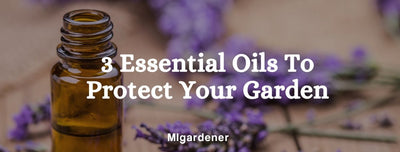 3 Essential Oils To Protect your ENTIRE Garden