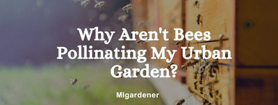 Why Aren't Bees Pollinating My Urban Garden?