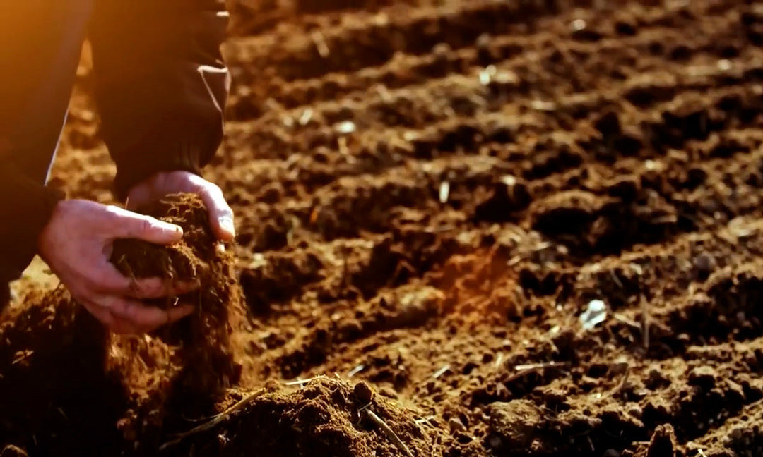 A person adding organic soil amendments to a garden.
