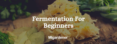 Sauerkraut - The Step by Step Beginner Guide Into The World Of Fermented Foods (With Pictures)