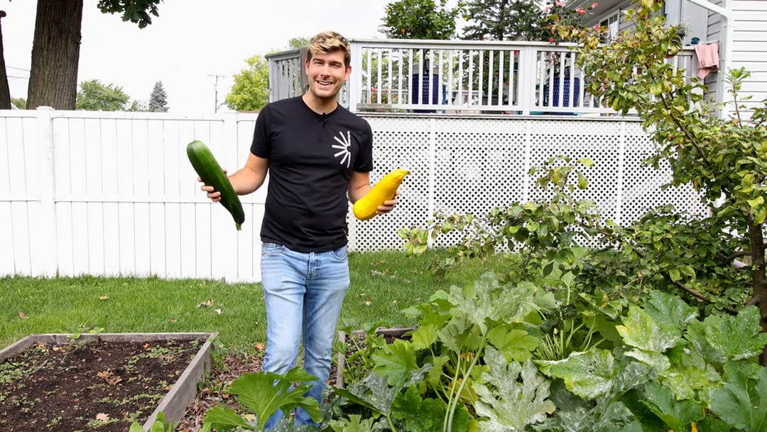 A man harvesting zucchini in a garden. 