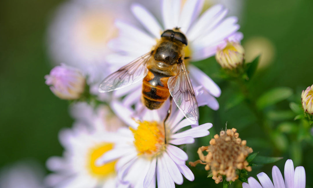 A bee pollinating a flower in a pollinator garden.