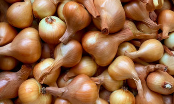 A large harvest of multiplier onion bulbs.