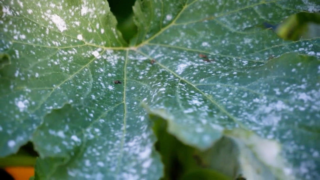 Up close photo of a leaf with powdery mildew.