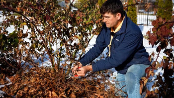A man pruning a blackberry bush in winter.