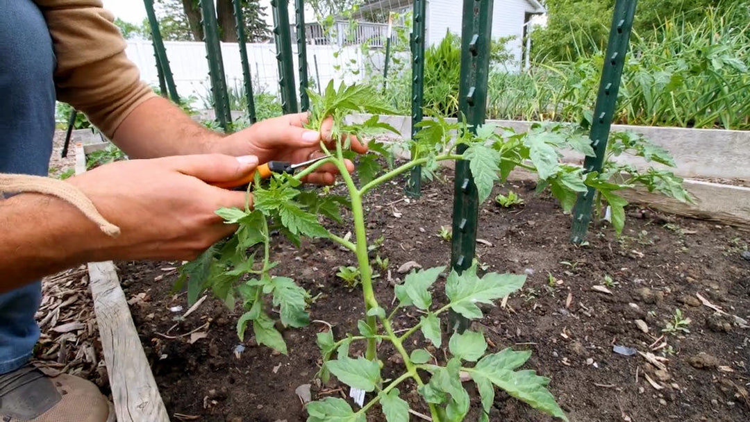 A man pruning a tomato plant.
