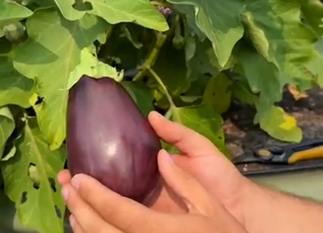 A man harvesting a ripe eggplant.