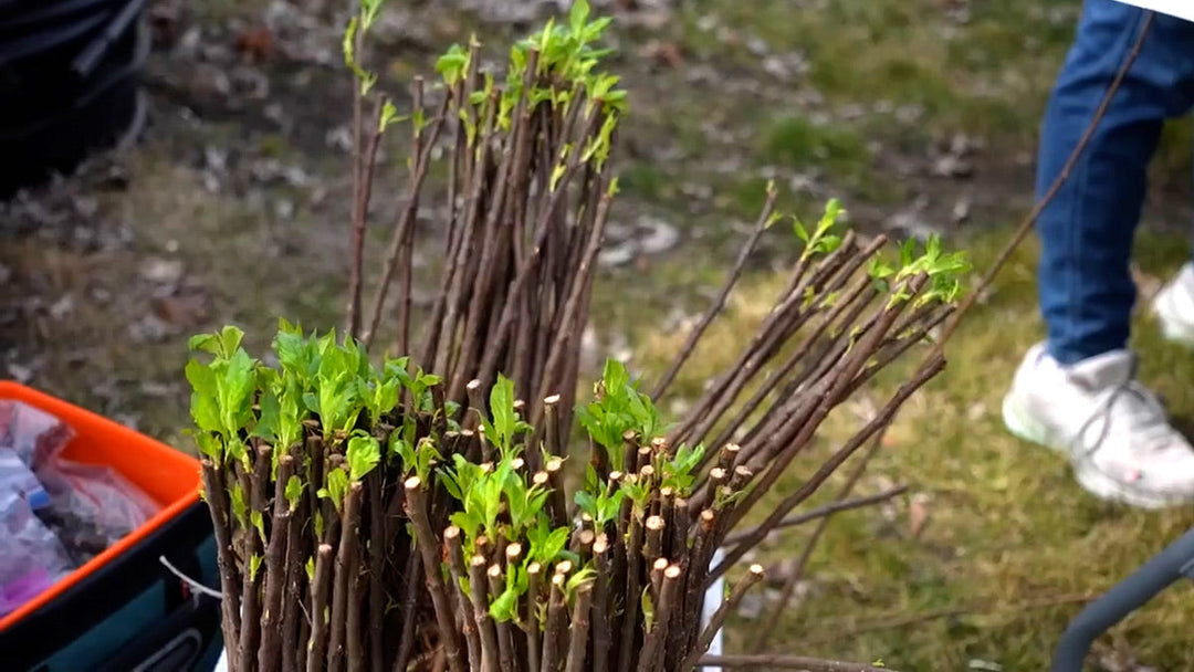 A bucket of rootstocks for grafting to scionwood.