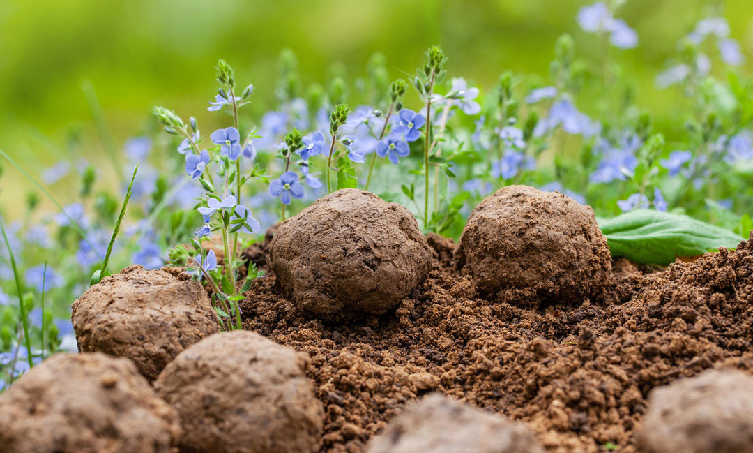 Seed bombs sprouting and growing beautiful wildflowers.
