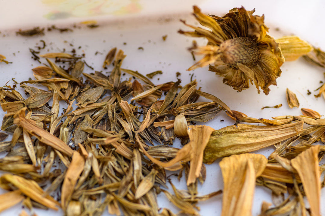 Seeds scattered on a tray for seed saving. 