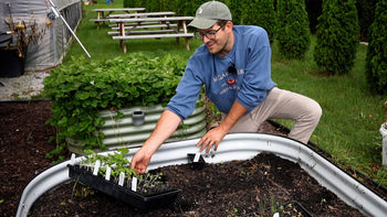 A man setting a seed starting tray of seedlings in his garden.