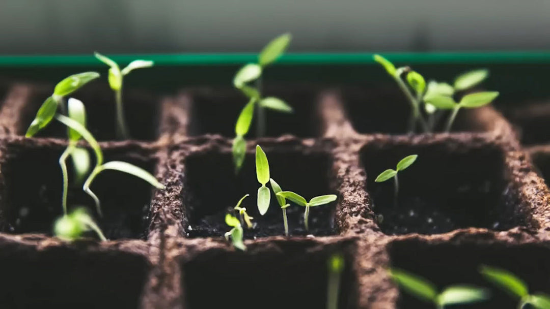 Seedlings emerging from the soil. 