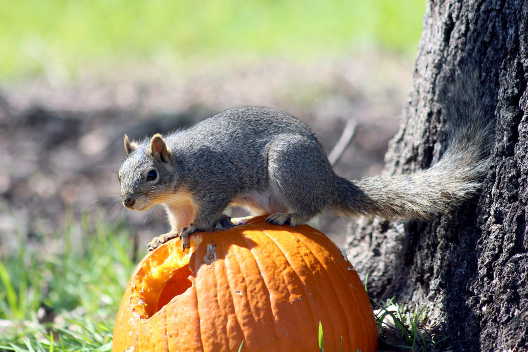 A squirrel eating a pumpkin.