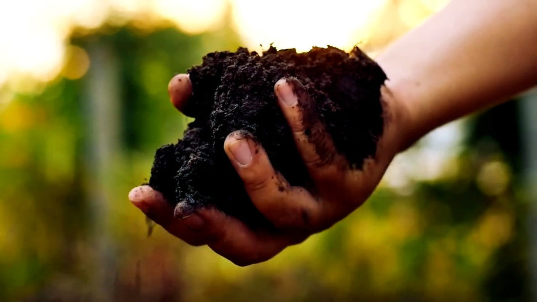 A person examining the soil composition.