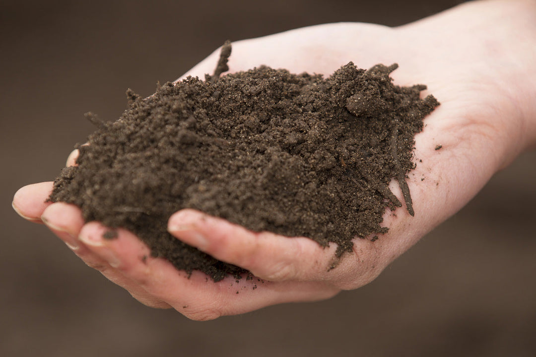 A person holding a handful of garden soil.