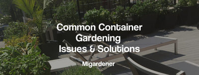 Common Container Gardening Issues & Their Solutions