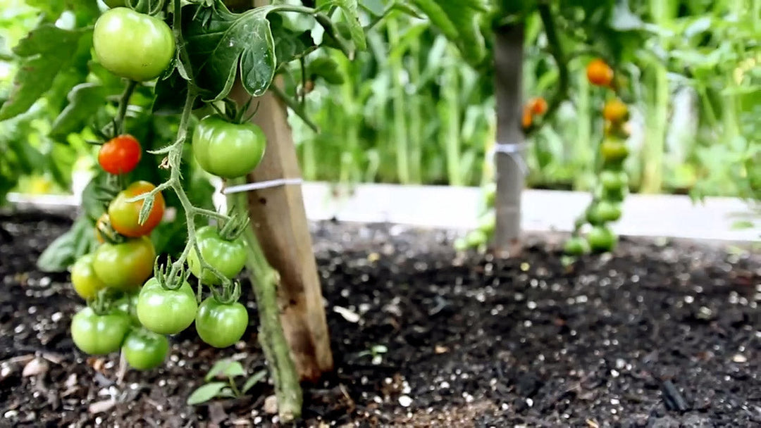 Cherry tomatoes growing vertically on pole trellises.