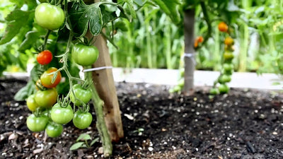 Grow a Thriving Vertical Garden With These Tips & Ideas