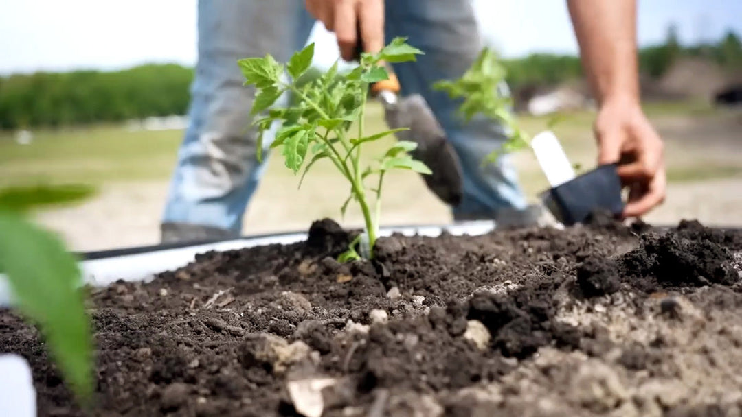 A man planting a second crop of tomatoes.