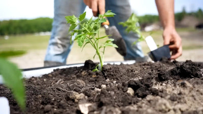 Succession Planting: How To Grow A Continuous Harvest