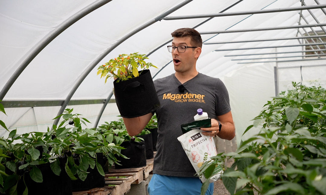 A man comparing how well different fertilizers work for vegetable gardens.