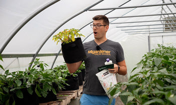 A man comparing how well different fertilizers work for vegetable gardens.