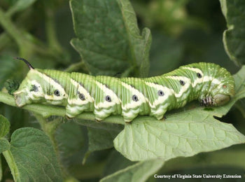 A tomato hornworm on a tomato plant.