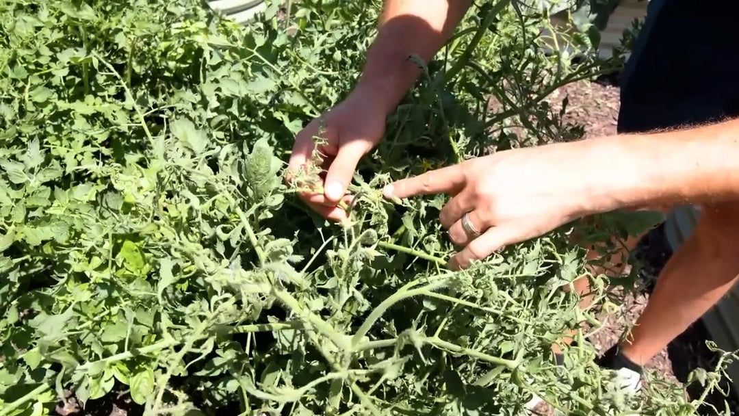 Hands pointing to tomato leaves that are curling.