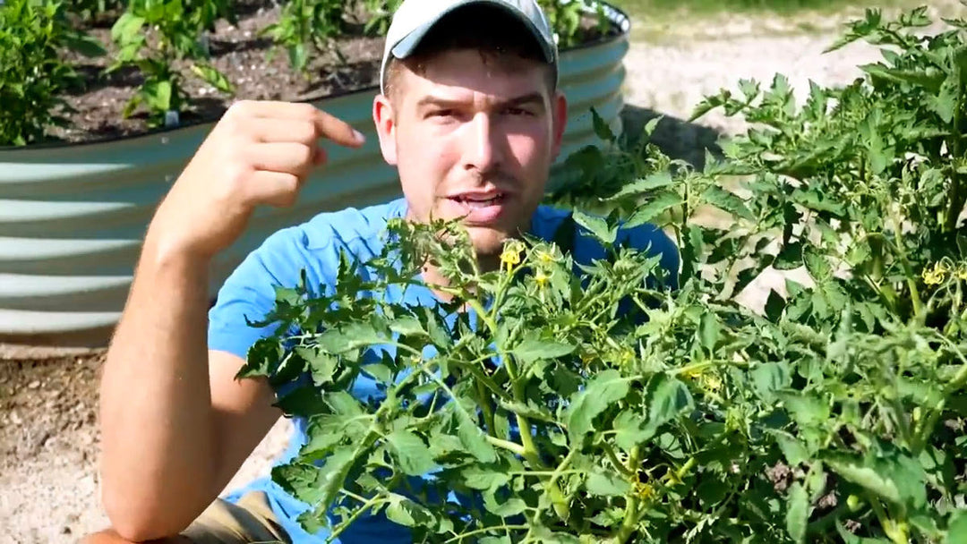 A man pointing at flowers on a tomato plant.
