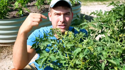 Tomato Plant Flowers Dropping? Increase Blooms & Fruit Set