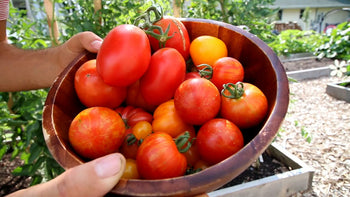 A man holding a bowl of fresh heirloom tomatoes.