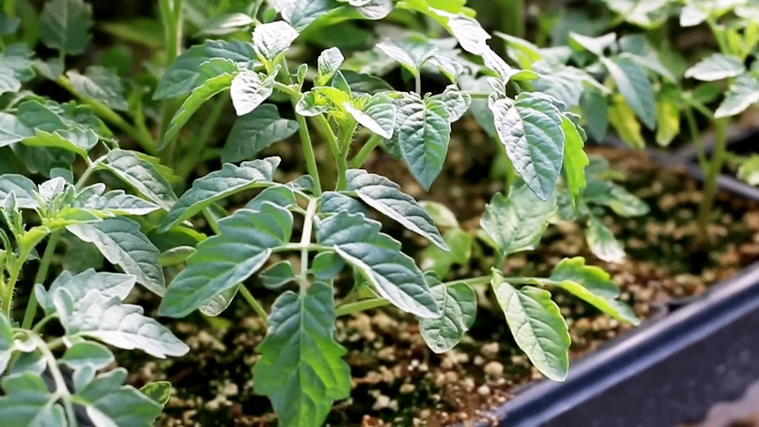 Tomato seedlings in the sun.