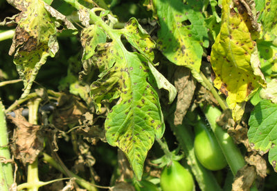 The Difference Between Early Blight, Late Blight, and Septoria Blight