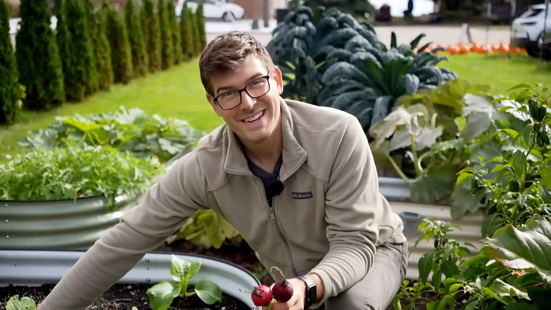A man harvesting in his garden.