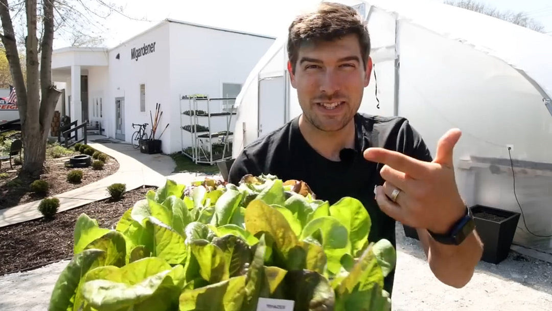 A man holding a tray of lettuce.