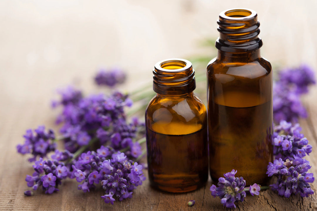 Bottles of lavender essential oils for pest control with lavender flowers.