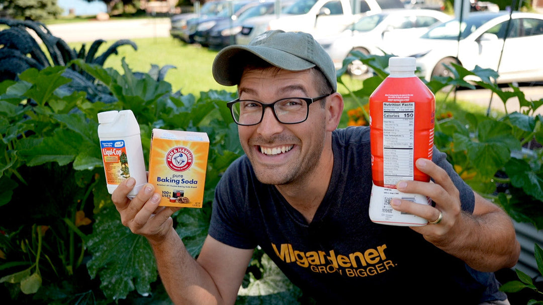 A man in the garden holding fungicide options.