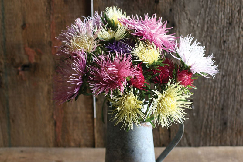 A bouquet of asters.