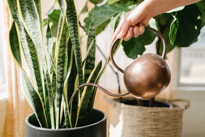 How to Get Rid of Fungus Gnats: Seven Simple Ways That Work