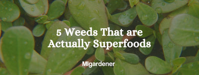 5 Weeds That are Actually Superfoods