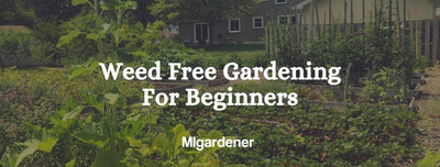 How To Have a Weed Free Garden With No Work!