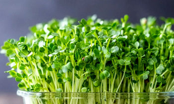 Growing microgreens in a container.