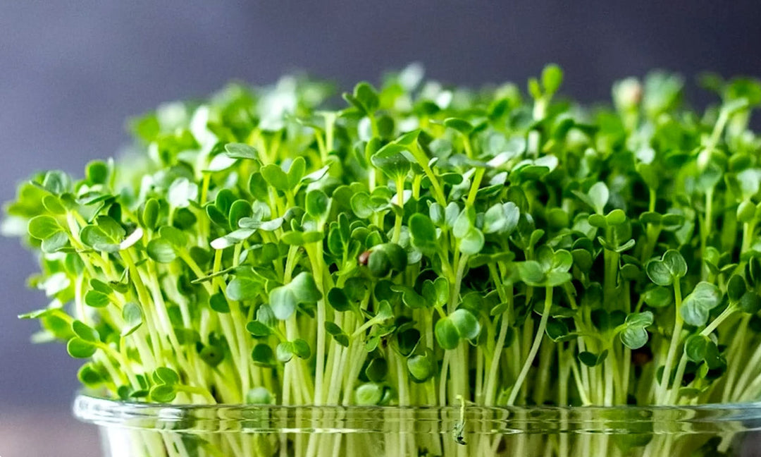 Growing microgreens in a container.