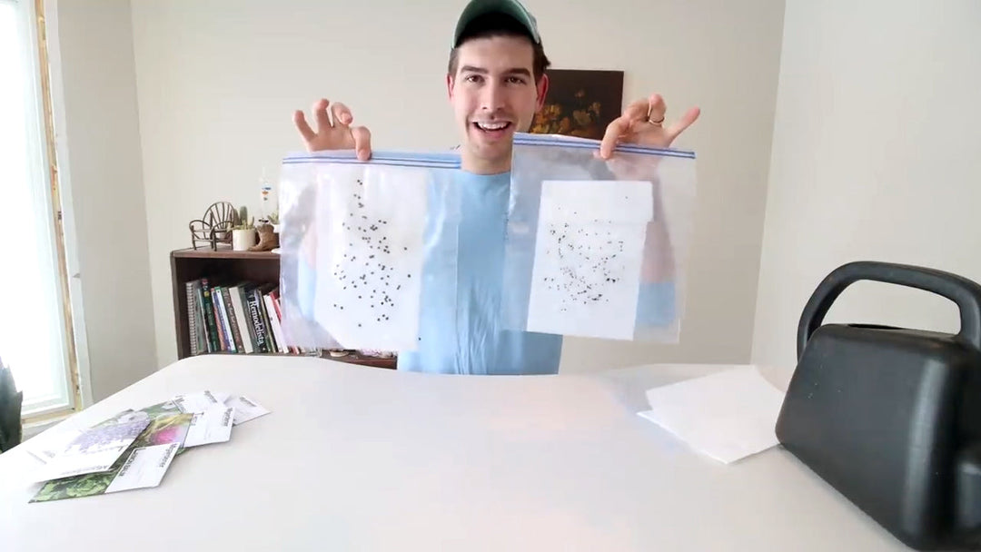 A man holding bags of cold stratified seeds.