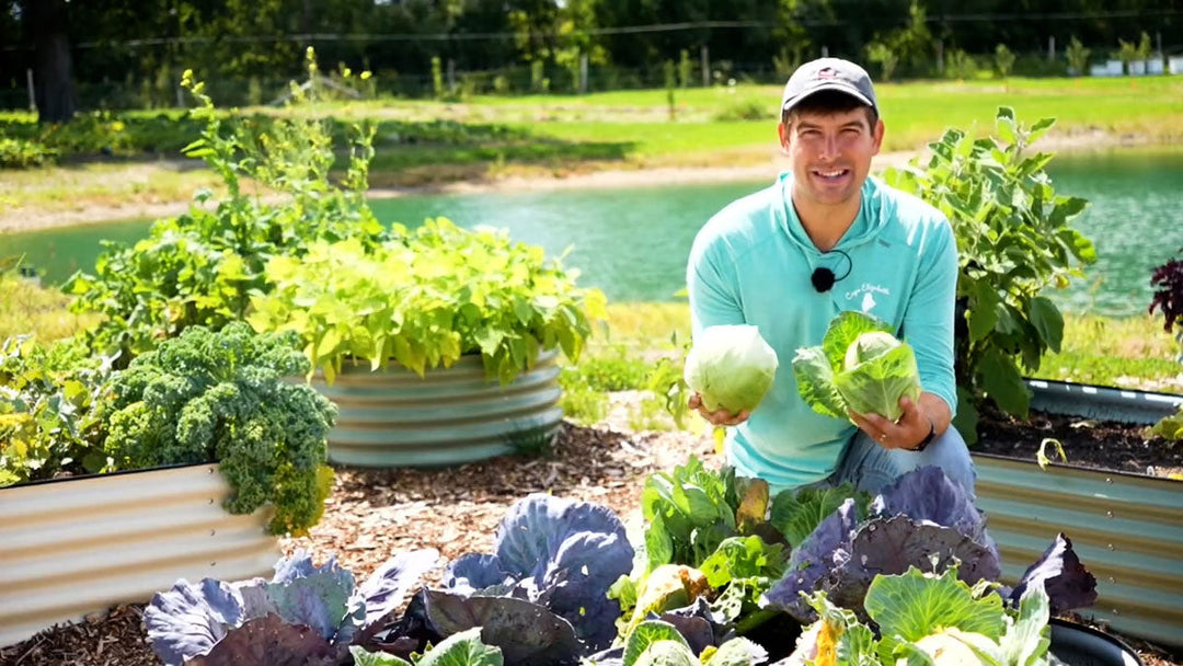 A man harvesting cabbage in a beautiful garden.
