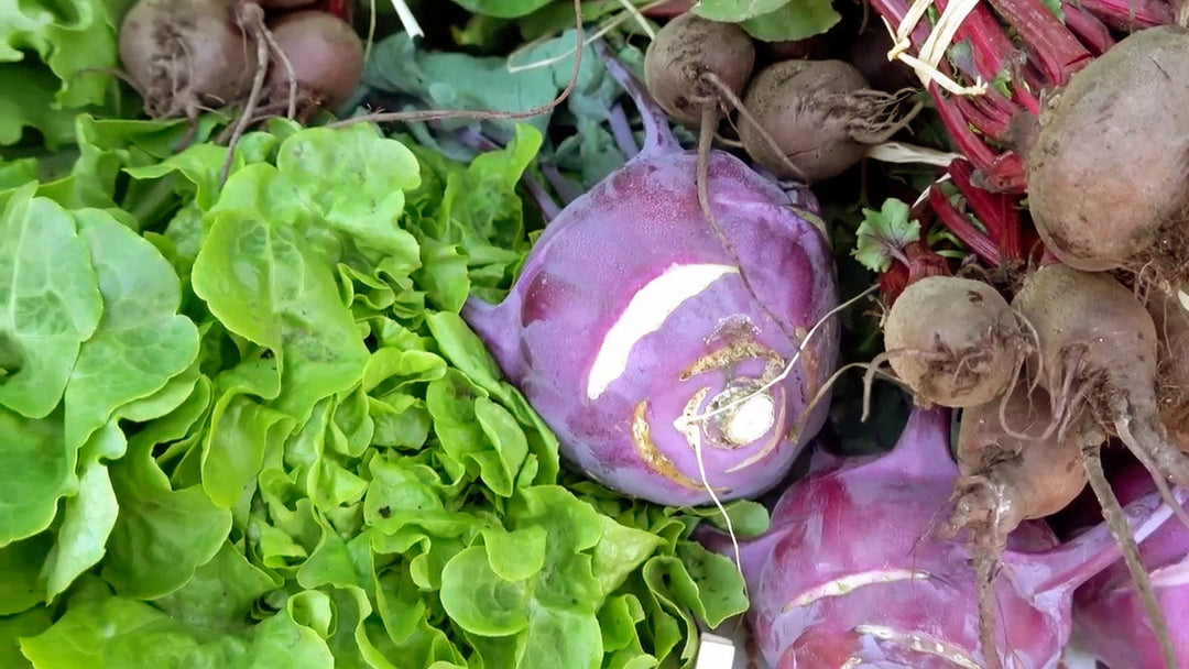 A summer garden harvest of lettuce, beets, and kohlrabi.